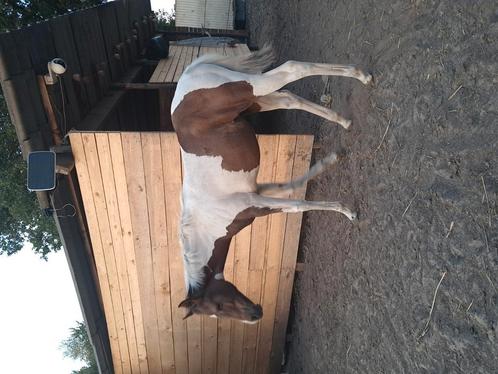 Apha merrie veulen, Dieren en Toebehoren, Paarden, Merrie, Onbeleerd, Minder dan 160 cm, 0 tot 2 jaar, Westernpaard, Met stamboom