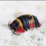 Veel soorten isopods beschikbaar, Dieren en Toebehoren, Overige soorten
