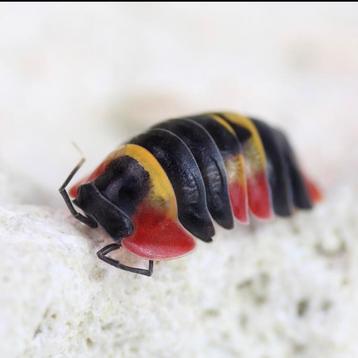 Veel soorten isopods beschikbaar  beschikbaar voor biedingen