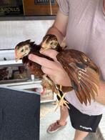 Rhode Island red - koppeltje, Meerdere dieren, Kip