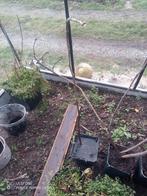 Vijgenboom 1m, Ophalen