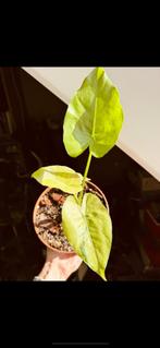Alocasia macr mint variegata, Ophalen, 200 cm of meer, Overige soorten, Halfschaduw