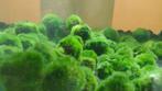 10 stuk Aquarium mosbollen Cladophora 3–4 cm, Ophalen