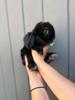 Minilop te koop, Dieren en Toebehoren, Konijnen, Meerdere dieren, Dwerg, Hangoor, 0 tot 2 jaar