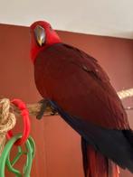 Bonjour a vendre grand Eclectus roratus de meme pas 1 ans, Dieren en Toebehoren, Vogels | Toebehoren, Ophalen of Verzenden