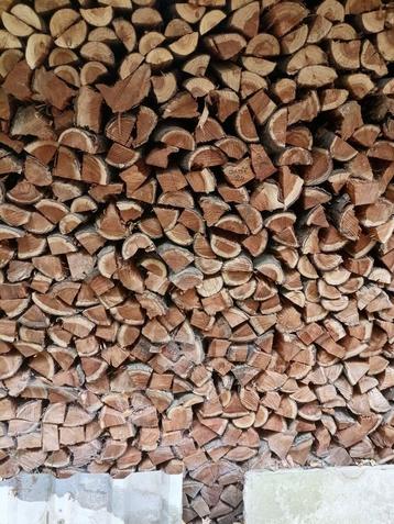 Amerikaanse vogelkers brandhout. beschikbaar voor biedingen