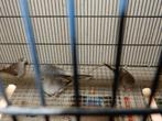 kanaries, Dieren en Toebehoren, Vogels | Kanaries