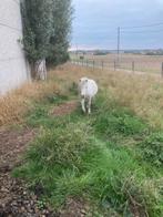 Minipaardje, Dieren en Toebehoren, Hengst