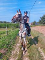 Hongarije 6 jaar NRPS palomono, Dieren en Toebehoren, Paarden, Springpaard, Gechipt, Ruin, 3 tot 6 jaar