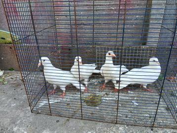 Jeunes pigeons blancs, Plusieurs animaux, Pigeon voyageur