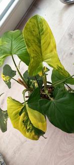 Syngonium aurea variegata, Huis en Inrichting, Kamerplanten, Ophalen