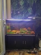 guppies met aquarium, Dieren en Toebehoren, Ophalen, Gebruikt, Gevuld zoetwateraquarium