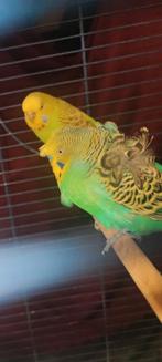 Japanse en normale grasparkieten te koop, Dieren en Toebehoren, Ophalen, Nieuw