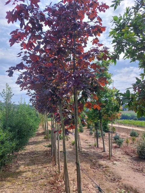 Esdoorn, rode esdoorn en bonte esdoorn, Tuin en Terras, Planten | Bomen, Bolboom, 250 tot 400 cm, Halfschaduw, Lente, Ophalen
