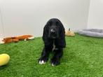 Nestje Engelse Cocker Spaniel pups, België, CDV (hondenziekte), 8 tot 15 weken, Meerdere