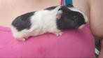 Jeune Cobaye male, Mannelijk, Cavia