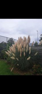 Pampas pluimen, Ophalen, Nieuw