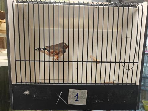 Zebravink mannen, Dieren en Toebehoren, Vogels | Overige Vogels, Tropenvogel, Mannelijk, Geringd