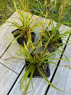 Carex Evergreen, Mi-ombre