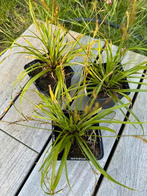 Carex Evergreen, Jardin & Terrasse, Plantes | Jardin, Mi-ombre