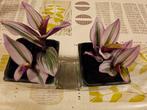 Petites tradescantia nanouk 5€ le pot (sans le cache pot), Ophalen of Verzenden