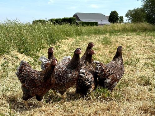 Jonge Wyandotte krielkippen gesekst en ingeënt veel kleuren, Animaux & Accessoires, Volatiles, Poule ou poulet, Femelle