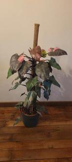 Philodendron pink princess, Huis en Inrichting, Kamerplanten, Ophalen