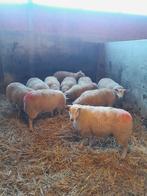 Mooi lot jonge ooien, allen gedekt. 11 stuks,lammeren in mei, Dieren en Toebehoren, Schapen, Geiten en Varkens