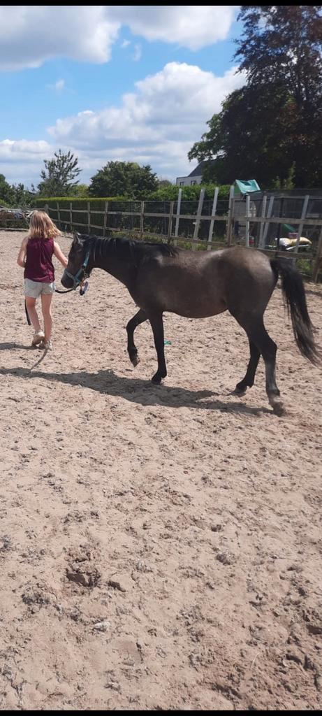 Jaarling hengstveulen dringend, Dieren en Toebehoren, Pony's, Hengst, B