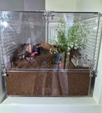 Terrarium acryl merk arachnosys 30x30x30 nieuwstaat, Dieren en Toebehoren, Ophalen, Nieuw, Terrarium of Paludarium