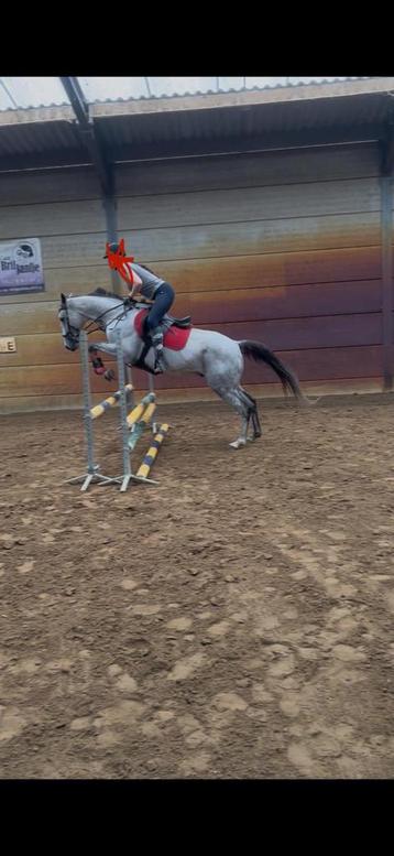 Lief en talentvol paard wilt graag naar zijn 5️ huisje! beschikbaar voor biedingen