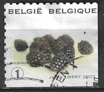 Belgie 2007 - Yvert 3681 /OBP 3694 - Braambes (ST) beschikbaar voor biedingen