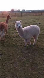 Jonge manneke  alpaca  te koop., Dieren en Toebehoren, Overige Dieren