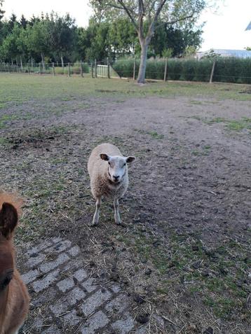 2 schaap ooien swifter, Février