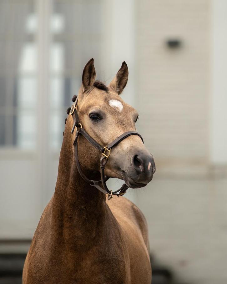 Prachtige C-pony ter dekking aangeboden, Dieren en Toebehoren, Pony's, Zadelmak