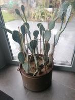 Cactussen 11stuks in koperen pot, Huis en Inrichting, Ophalen