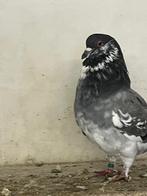 Holle kroppers blauw bont, Dieren en Toebehoren, Vogels | Duiven, Meerdere dieren, Kropper