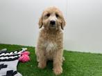 Goldendoodle pup, België, Reu, 8 tot 15 weken, CDV (hondenziekte)