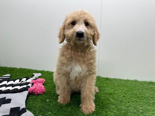 Goldendoodle pup, Dieren en Toebehoren, Honden | Niet-rashonden, Reu, Fokker | Professioneel, Eén hond, België, 8 tot 15 weken