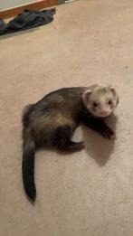 Fretje te koop, Dieren en Toebehoren, Overige Dieren, Januari, Mannelijk