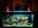 Juwel Rio 350, Dieren en Toebehoren, Ophalen, Gebruikt, Gevuld zoetwateraquarium