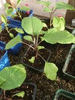 Plants aubergines, Jardin & Terrasse, Enlèvement
