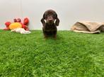 Chiots Teckel Nain à poils lis, Animaux & Accessoires, Poils courts, Hépatite contagieuse (maladie de Rubarth), Plusieurs, Nain