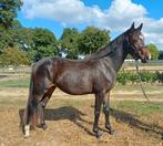Brave en mega bewegende D pony merrie, Dieren en Toebehoren, Merrie, Gechipt, 3 tot 6 jaar, Onbeleerd