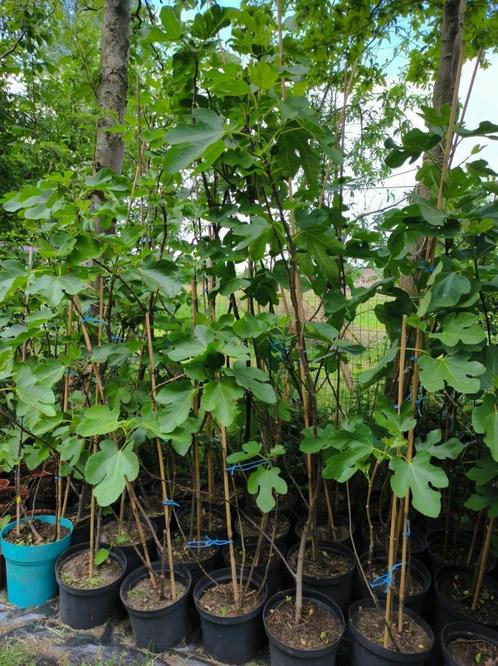 Vijgenbomen, Tuin en Terras, Planten | Fruitbomen, Vijgenboom, Halfschaduw, Zomer, In pot, Ophalen