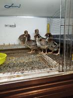 Kuikens barnevelder, Animaux & Accessoires