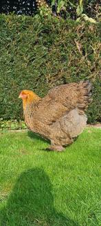 Brahma meerzomig patrijs, Dieren en Toebehoren, Pluimvee