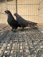 Takla arap, Dieren en Toebehoren, Vogels | Duiven