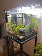Sublime cube aquarium XL 50 x 50, Dieren en Toebehoren, Vissen | Aquaria en Toebehoren, Zo goed als nieuw