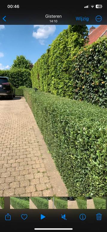 Tuinman beschikbaar voor biedingen